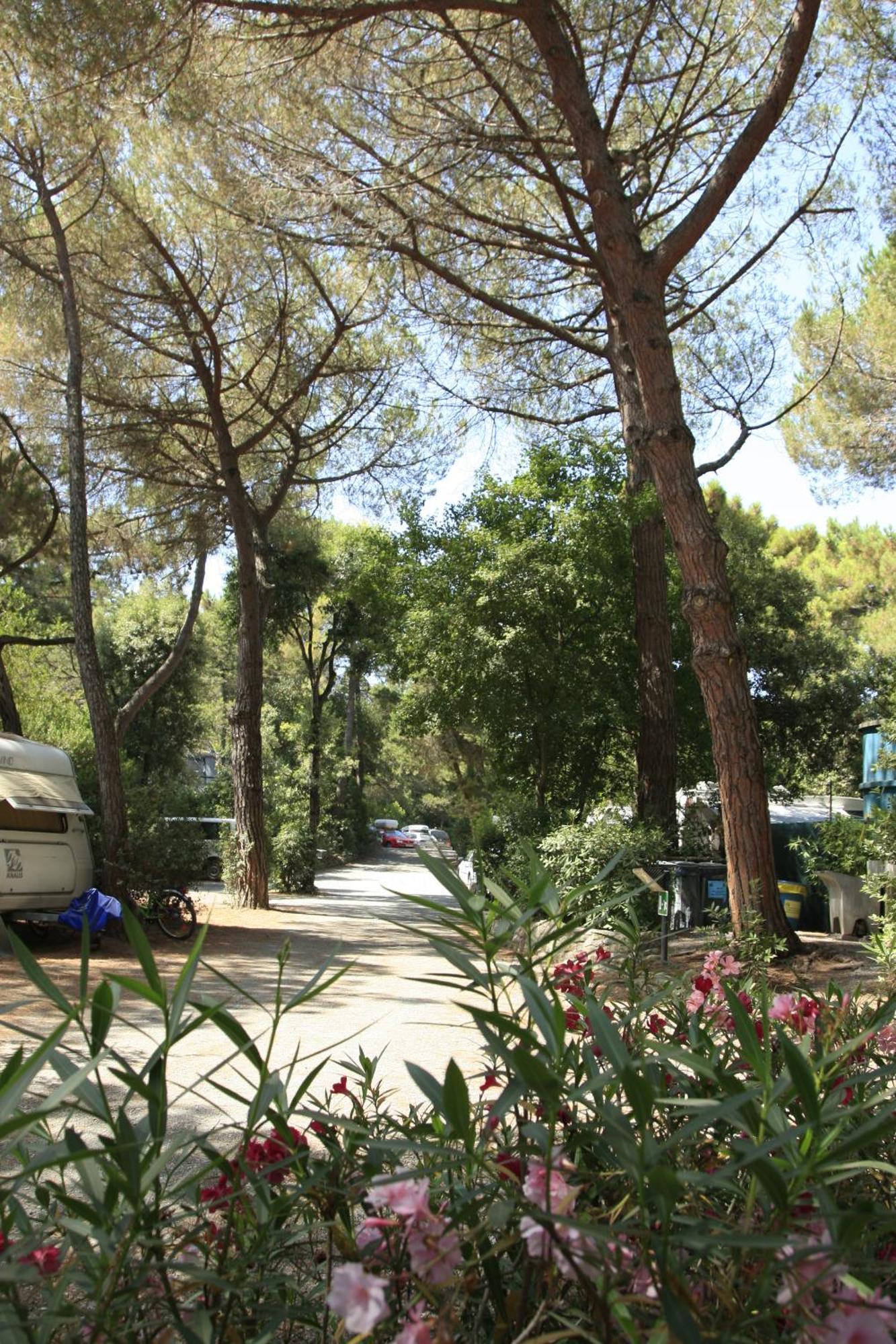 Camping Casa Di Caccia Hotel Marina Di Bibbona Buitenkant foto