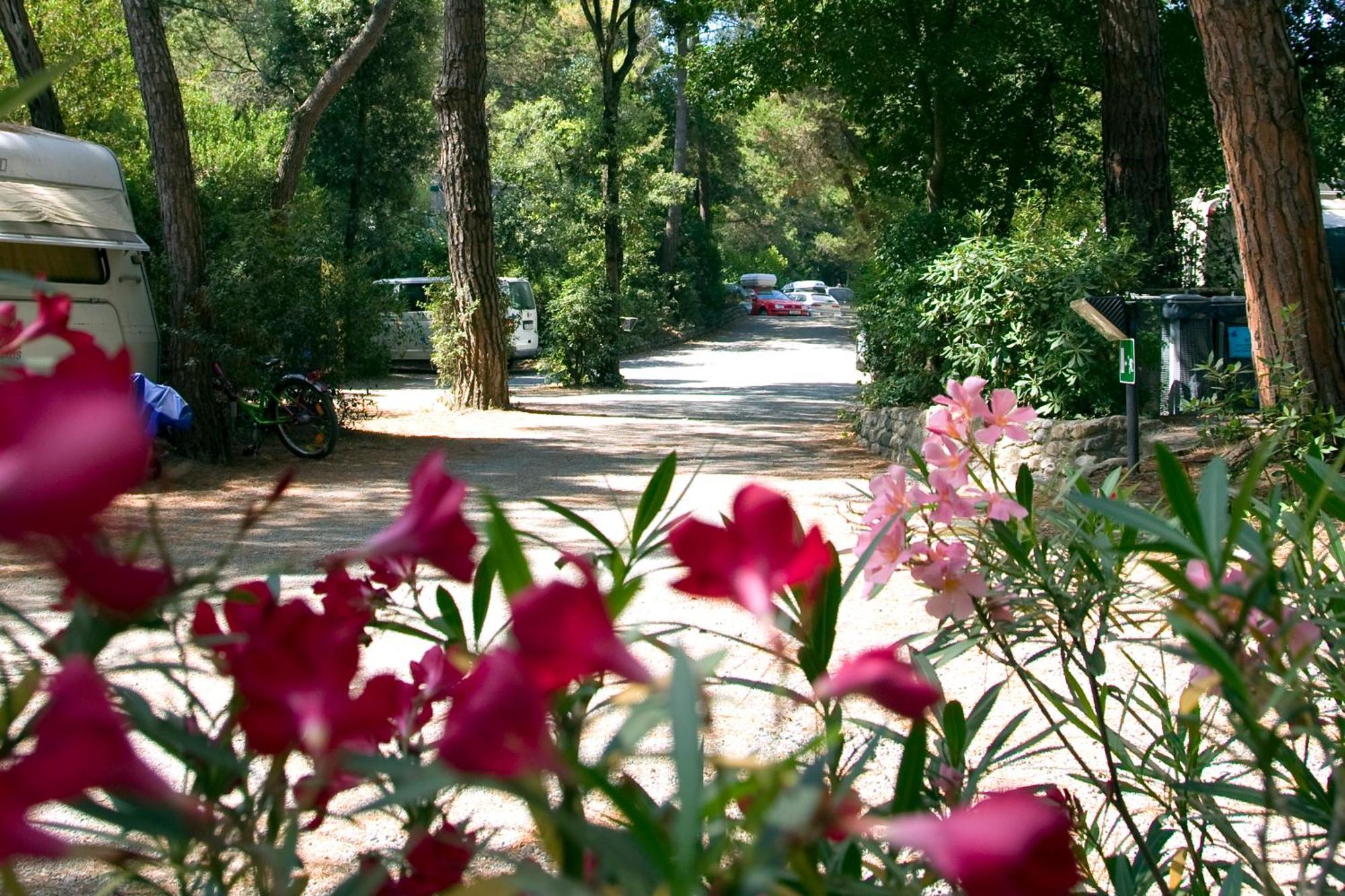 Camping Casa Di Caccia Hotel Marina Di Bibbona Buitenkant foto